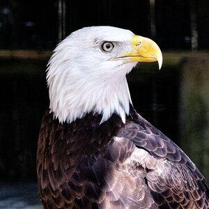 Eagle-4.jpg