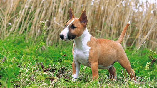 bp-lot-3-bull-terrier-couleur-outdoor.png