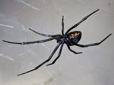 Latrodectus_hesperus_Berkeley,_California.jpg