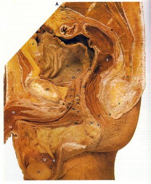 sagittal150a.jpg