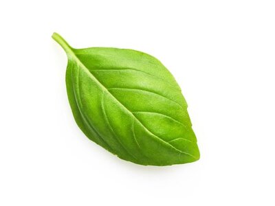 single-fresh-basil-leaf-isolated-white_254005-466.jpg