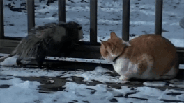 Opossum&CatFight-sm.gif