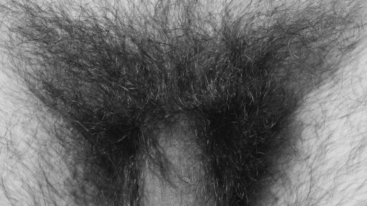 pubes-1.jpeg