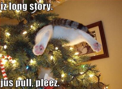 cat in a tree.jpg