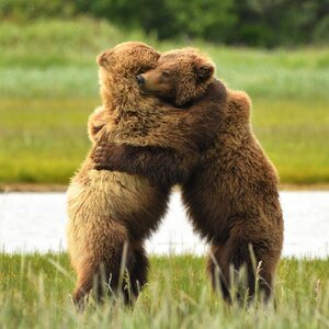 Big_Bear_Hug_PRINT_HRS_23_uegao7.jpg