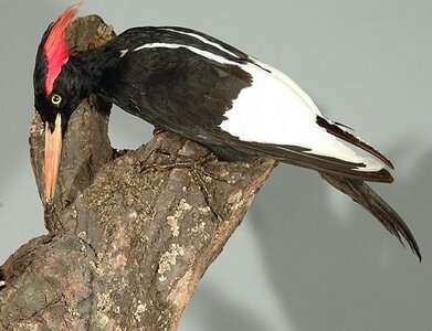 Imperial Woodpecker #Extinct.jpeg