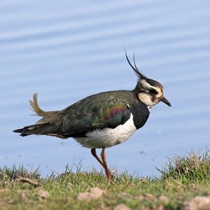 00171_Lapwing_Allan Drewitt.jpg