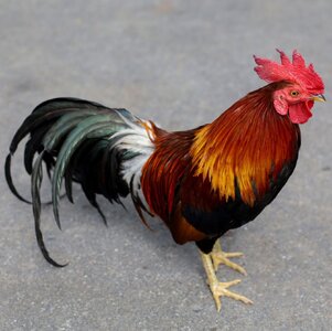 licensed-image (7).jpeg