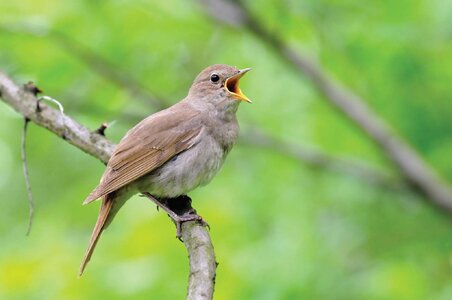 Nightingale-nightingale-EB-bird-Eurasian.jpg