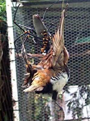 bird eating spider Giant golden orb spider eating bird.jpg