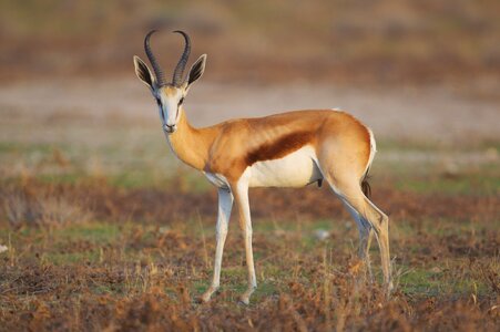 how-antelopes-under-th.jpg