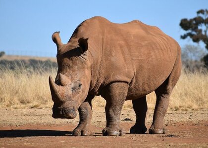 genome-of-extinct-rhino-male-becomes-blueprint-for-restoration-399674-960x540.jpg