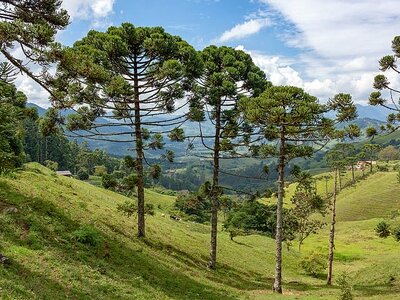 640px-Webysther_20190413132108_-_Araucaria_Araucaria_angustifolia.jpg
