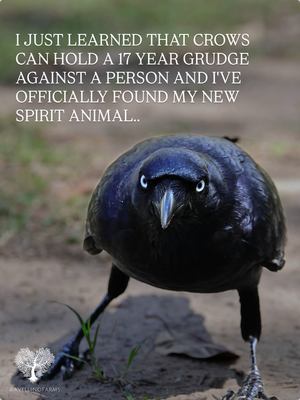 Screenshot 2026-01-20 at 17-07-21 Instagram.png