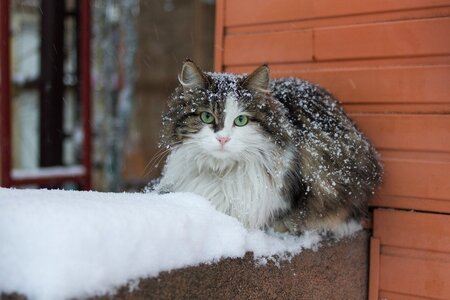 cat-on-snow_melnikof-Shutterstock.jpg