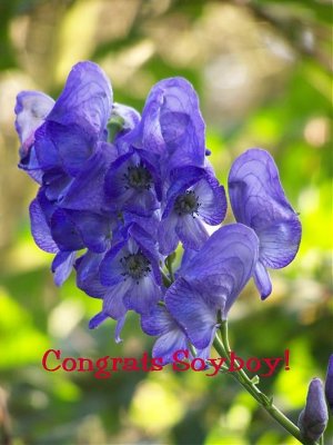 congrats soyboy from buttons.jpg