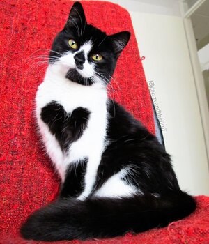 Meet-Zo-the-cat-who-literally-wears-her-heart-on-her-chest.jpg