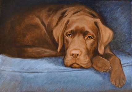 Chocolate Labrador Painting by Hazel Morgan.jpg