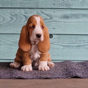 next-week-we-get-our-first-basset-hound-puppy-v0-zcsf7uhs5deb1.jpg