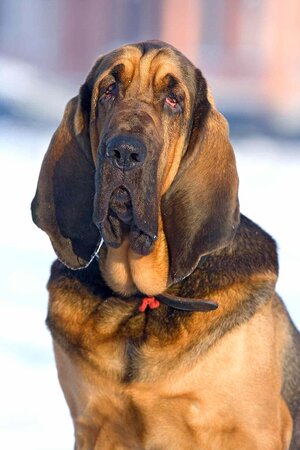 bloodhound-vertical-looking-at-camera-147703313-f99d265a9eb94d20b73ae0629a6aaeaa.jpg