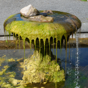 fountain-with-algae-growth.png