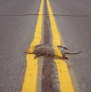 roadkill-it-is-fresh.jpg