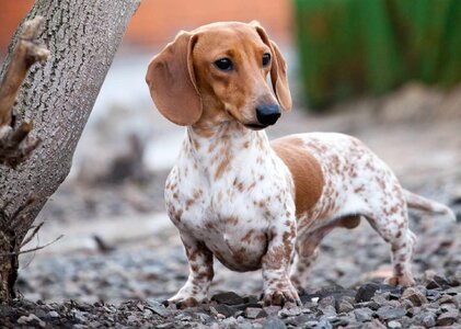 piebald-daschund-950910078-2000-a852d6b42d8c426288a279faa16650ea.jpg
