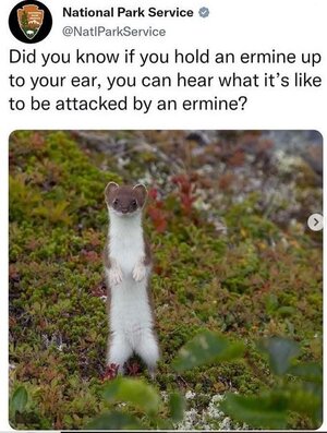 Ermine.JPG