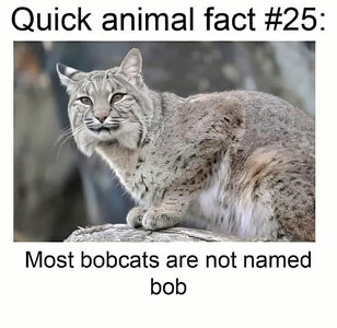 bobcat.jpg