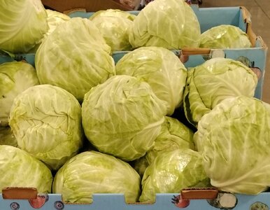 cabbage-box.jpg