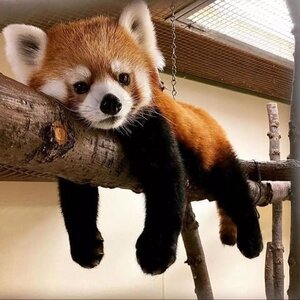 redpanda5_480x480.jpg