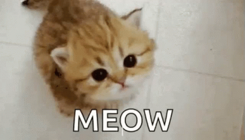 meowing4u-baby.gif