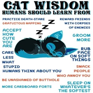 cat wisdom.jpg