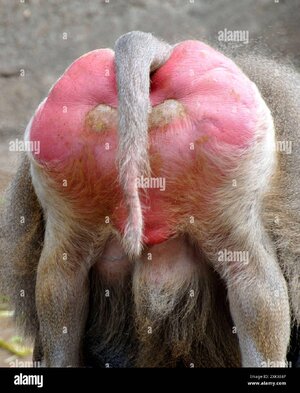 sacred-baboon-rear-view-east-africa-2XKX68F.jpg