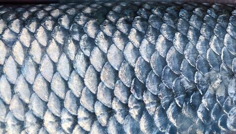 fish_scales.jpg