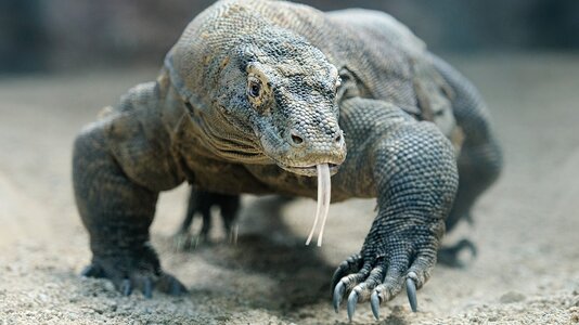 komodo-dragon-head-on_16x9.jpg