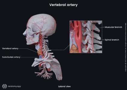 head-neck-vertebral-artery_20250313093807_medium.jpg