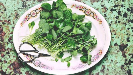watercress-health-benefits-1296x728-feature.jpg