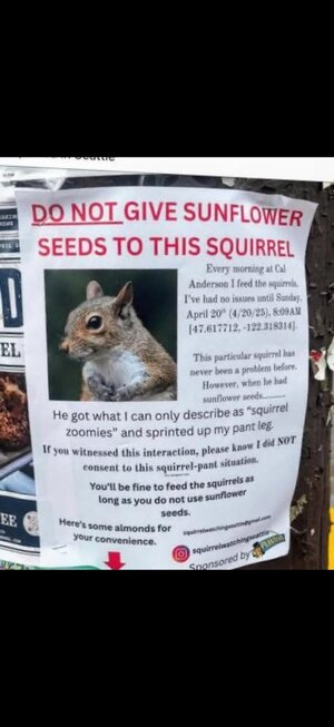 Squirrel.jpg
