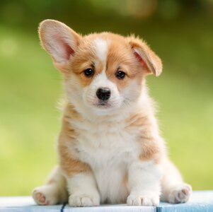 corgi-puppy-happy-3840x2160-13252.jpg