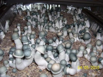 penis envey mushrooms.jpg