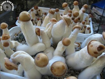 penis envy mushroom.jpg