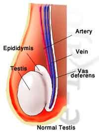 testis-norm.jpg