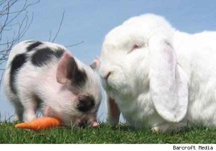 pigandrabbit-dailymail-456-050409.jpg