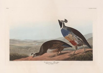 audubon quail 0114b_4.jpg
