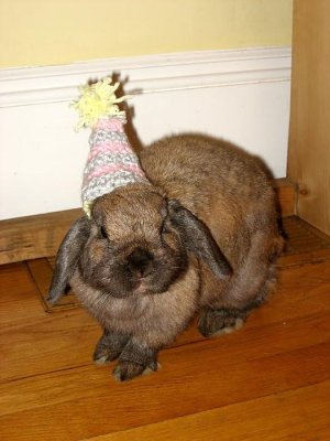 birthday-bunny.jpg