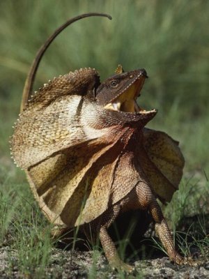 frilled-lizard_530_600x450.jpg