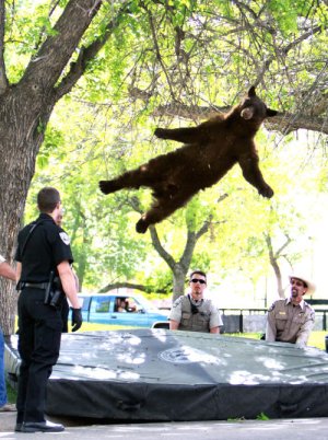 20120426_033444_BEAR FALLING_500.jpg