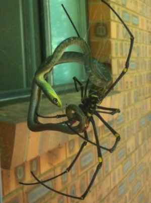 NOPEgoldenorbweaver.png