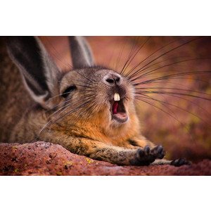 bunny yawn 2.jpg